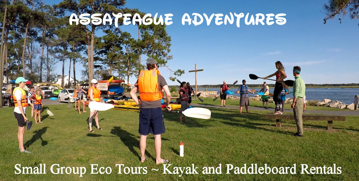 Chincoteague Island Kayak Tour