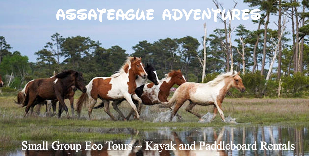 Chincoteague Island Kayak Tour