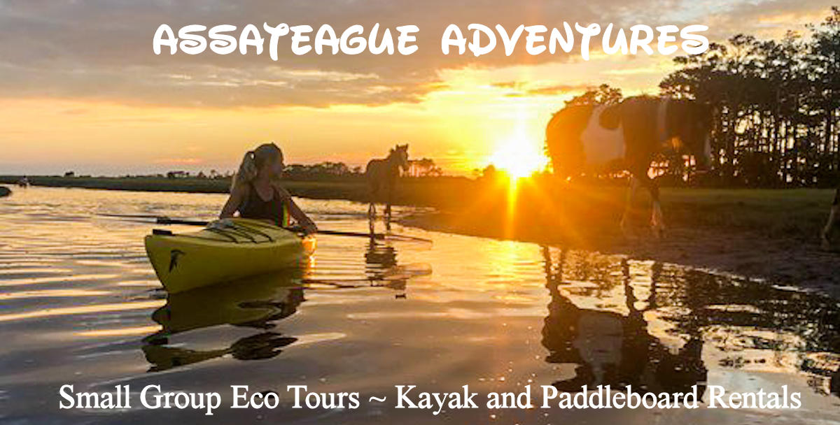 Chincoteague Island Kayak Tour