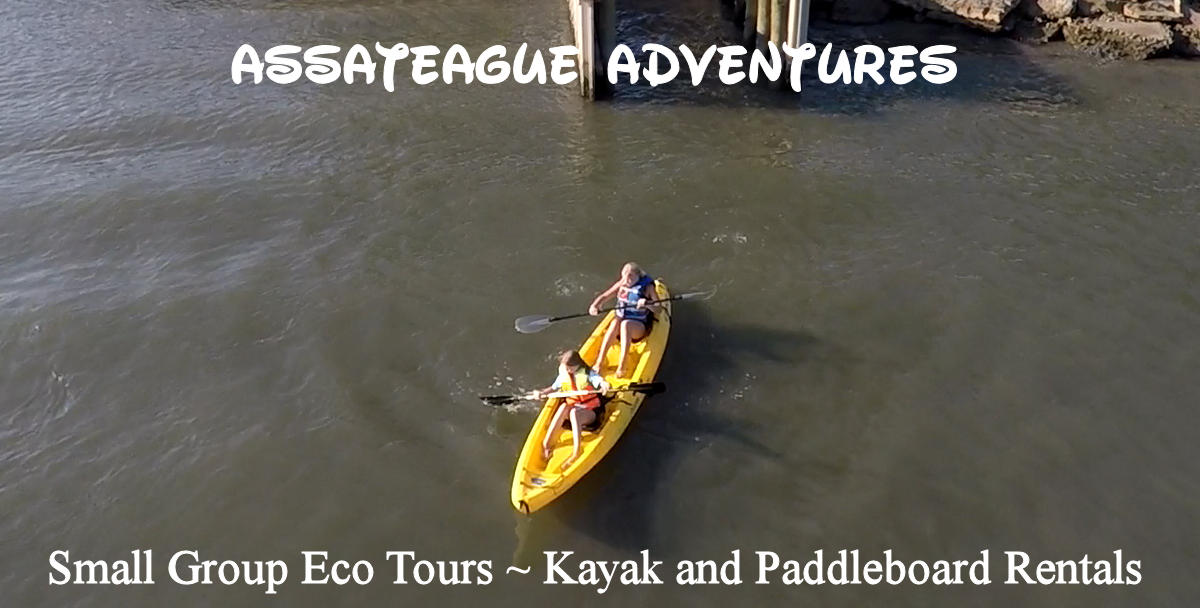 Chincoteague Island Kayak Tour