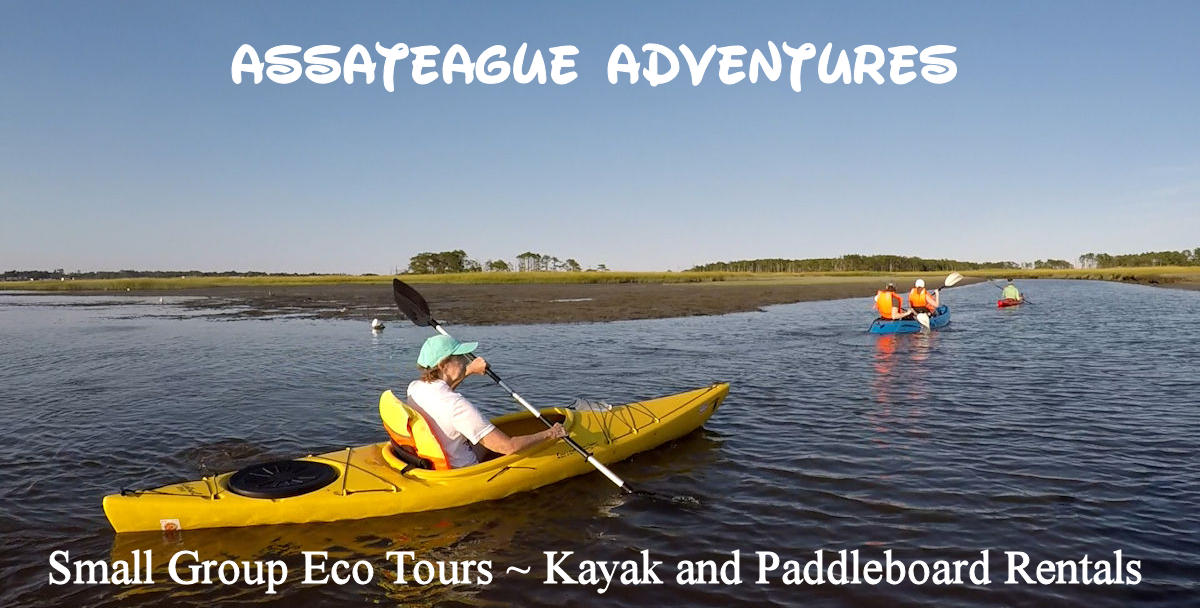 Chincoteague Island Kayak Tour