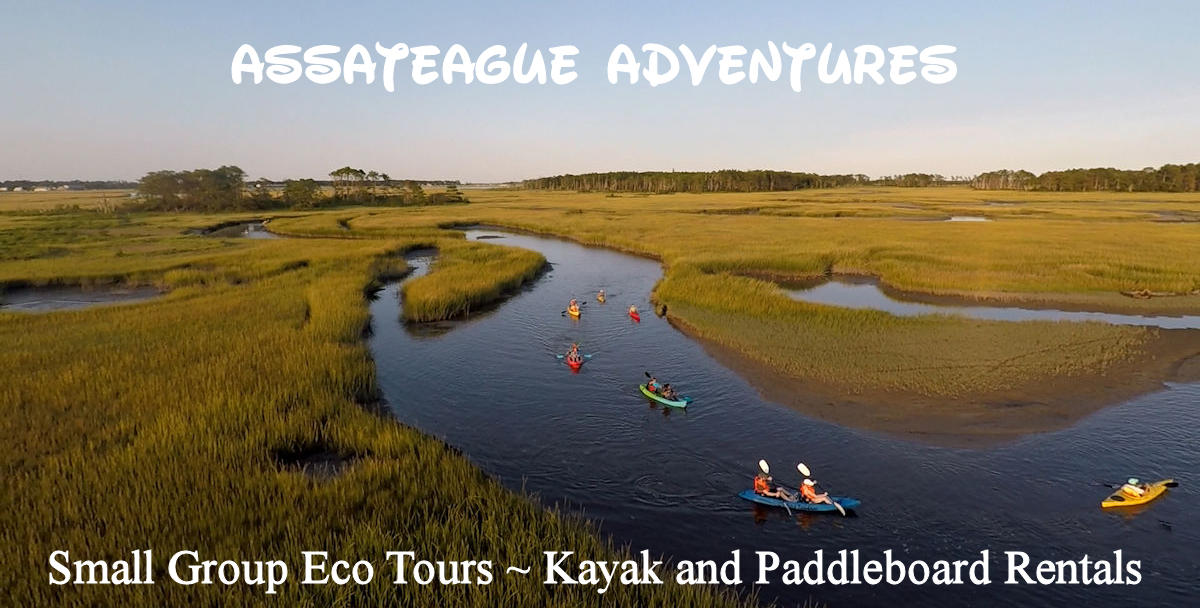 Chincoteague Island Kayak Tour