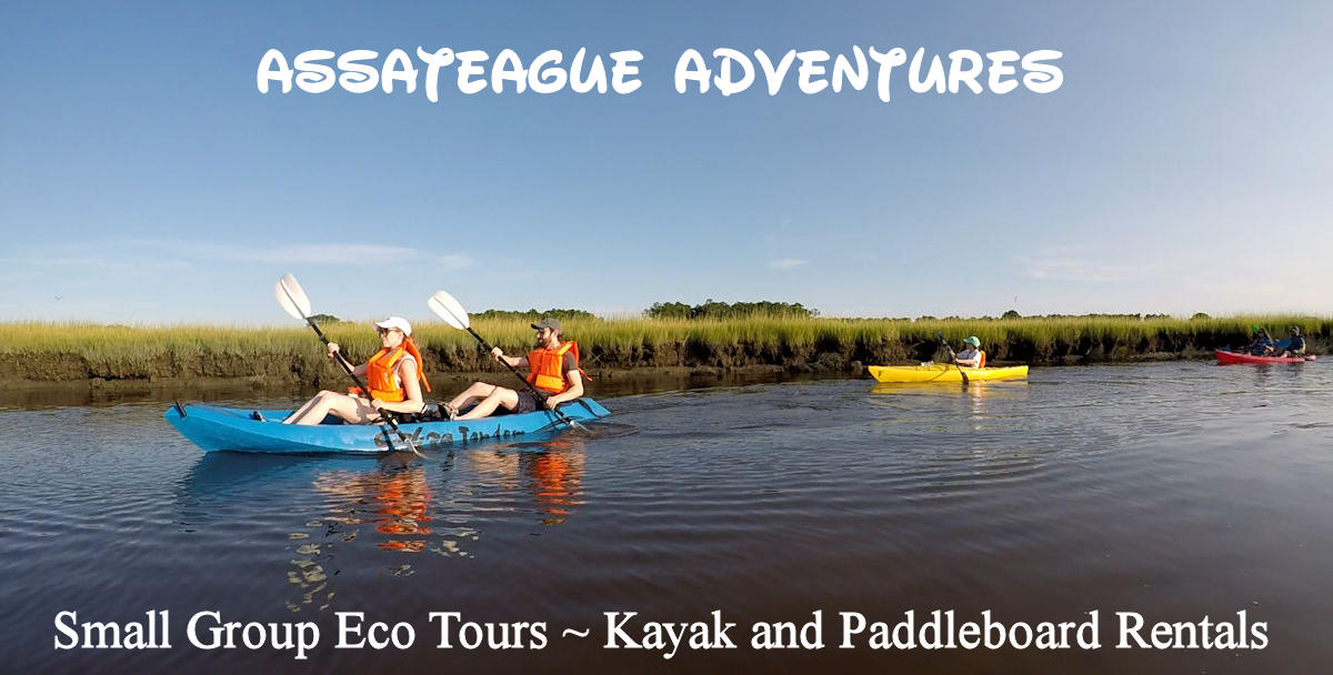 Chincoteague Island Kayak Tour