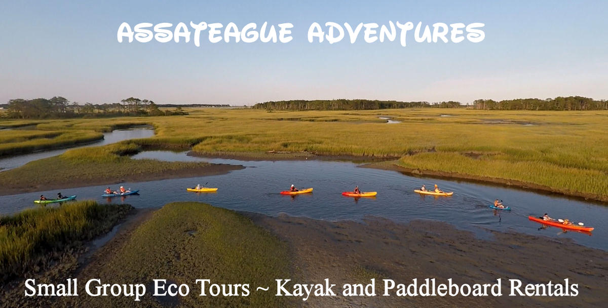 Chincoteague Island Kayak Tour