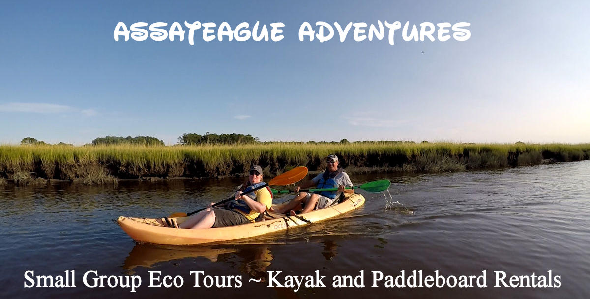 Chincoteague Island Kayak Tour