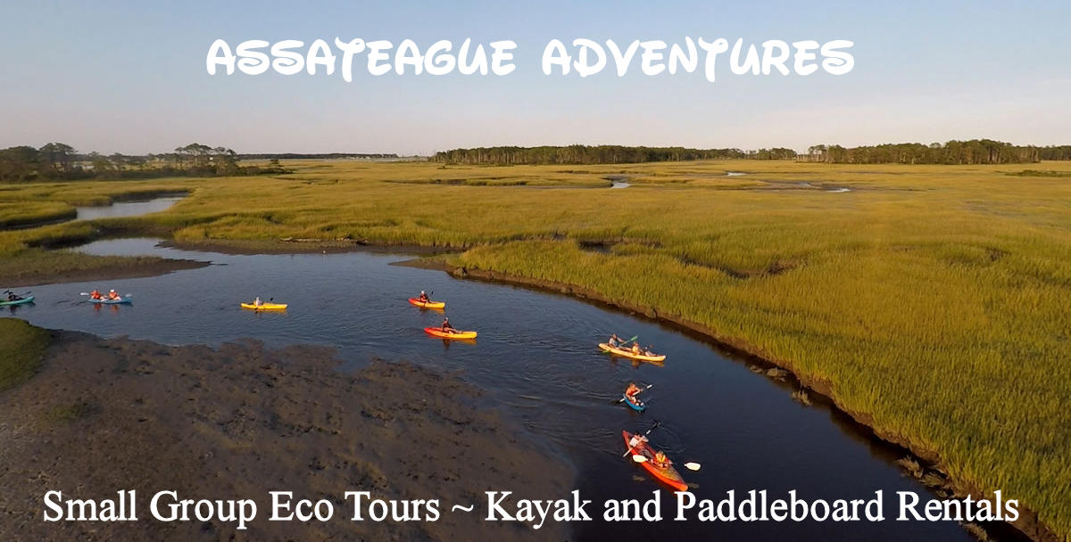 Chincoteague Island Kayak Tour