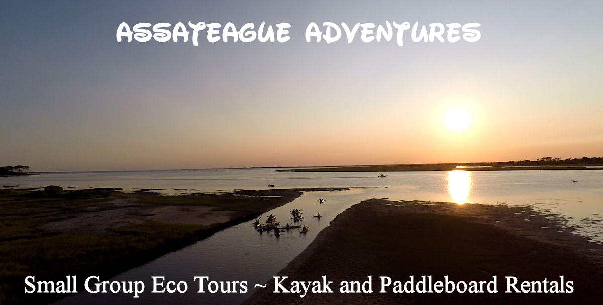 Chincoteague Island Kayak Tour