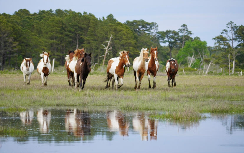 Assateague Island Kayak Tours